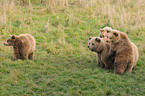 european brown bears