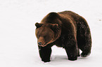 european brown bear