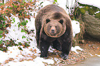 european brown bear