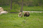 european brown bear and greywolf
