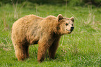 european brown bear