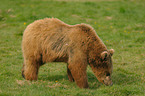 european brown bear