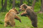 playing european brown bears