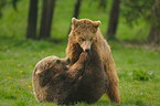 playing european brown bears