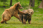 playing european brown bears