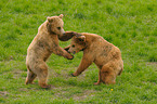 playing european brown bears