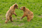 playing european brown bears