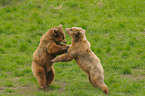 playing european brown bears