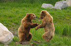 playing european brown bears