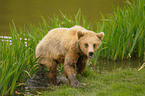 european brown bear