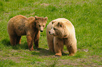 european brown bears