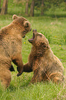 playing european brown bears