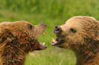 playing european brown bears