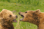 playing european brown bears