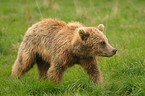 european brown bear