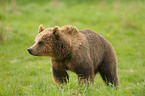 european brown bear