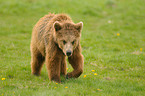 european brown bear