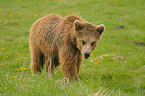 european brown bear