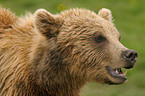 european brown bear