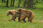 playing european brown bears