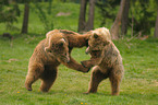 playing european brown bears