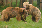 playing european brown bears