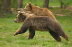 european brown bears