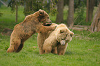 playing european brown bears