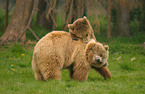 playing european brown bears