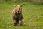 european brown bear