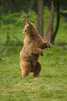 playing european brown bear