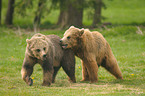 playing european brown bears