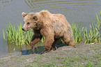 european brown bear
