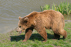 european brown bear