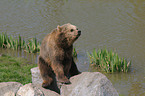 european brown bear