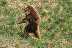 playing european brown bear