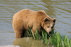 european brown bear