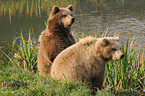 european brown bears