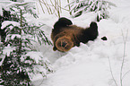 european brown bear