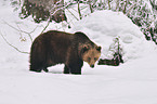 european brown bear