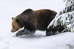 european brown bear