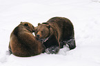 playing european brown bears