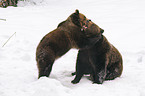 playing european brown bears