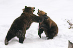 playing european brown bears