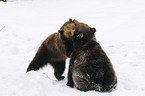 playing european brown bears