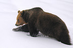 european brown bear