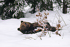 european brown bear