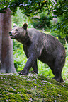 brown bear