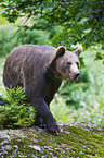 brown bear