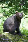 brown bear